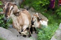 Goats climbing up stairs