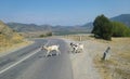 Goats cross the road to pasture in the mountains