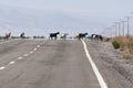 Goats crossing the road on Atacama desert