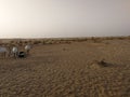 Goats in desert of Dubai