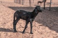 Goats in the desert of Oman Royalty Free Stock Photo