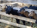 Goats of different colors are looking in the same direction, their necks are stretched out and are waiting for a treat. Royalty Free Stock Photo