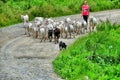 Goats, dog and shepherd