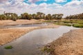 Goats and a donkey donkey drinking water at North Horr Oasis in Marsabit County, Kenya