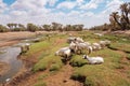 Goats and a donkey drinking water at North Horr Oasis in Marsabit County, Kenya Royalty Free Stock Photo