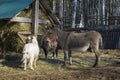 Goats and a donkey eating hay. A large pile of hay for livestock. Royalty Free Stock Photo