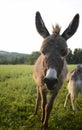 Goats and donkey on the pasture Royalty Free Stock Photo