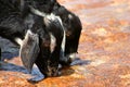 Goats Drinking Water