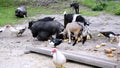 Goats, ducks and potbelly pigs