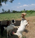 Goats eagerly eating fodder leaves in farms of India