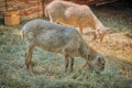 Goats eat hay on a Sunny day behind the fence. Two white house goats with ropes around their necks Royalty Free Stock Photo