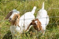 Goats Eating through fence