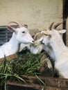 Goats eating grass at farm house