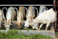 Goats eating grass on farm