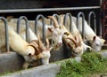 Goats eating grass on farm