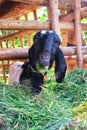 Goats are eating grass in the pen. Royalty Free Stock Photo