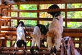 Goats are eating grass in the pen. Royalty Free Stock Photo