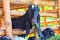 Goats are eating grass in the pen. Royalty Free Stock Photo