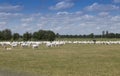 Goats eating grasses on high grassland,in Holland, Royalty Free Stock Photo