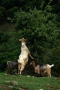 Goats eating leaves at grassy meadow Royalty Free Stock Photo