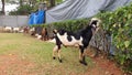 Goats eating leaves from a hedge the day before being sacrificed on Eid al-Adha