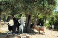 Goats eating olives from a tree