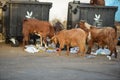 Goats eating rubbish, from trash bin, Muscat Oman