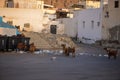 Goats eating rubbish, from trash bin, Muscat Oman