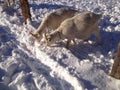 Goats eating snow