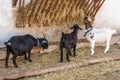 Goats in enclosure on village farm