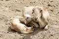 Goats in Ethiopia: Mother`s love