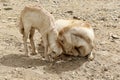 Goats in Ethiopia: Mother`s love