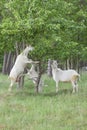 Goats family are eating Royalty Free Stock Photo