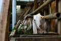 the goats in the farm are being fed Royalty Free Stock Photo