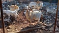 Goats farm in Croatia