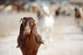 Goats on a farm in Cyprus. Dairy farming. Bio organic healthy food production. Growing livestock is a traditional direction of