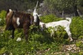 Goats on a farm grazing