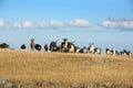 Goats on farm