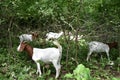 Goats feeding on plants