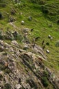Goats feeding on a rocky slope