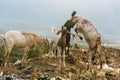 Goats fight and find food in the trash