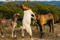 Goats fight and find food in the trash