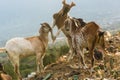 Goats fight and find food in the trash