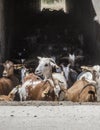 Goats flock crossing a tunnel under road