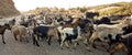 Goats flock on rocky mountain in ioannina greece