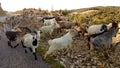 Goats  flock on rocky mountain in ioannina greece Royalty Free Stock Photo