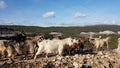 Goats  flock on rocky mountain in ioannina greece Royalty Free Stock Photo