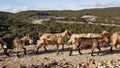 Goats  flock on rocky mountain in ioannina greece Royalty Free Stock Photo