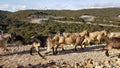 Goats flock on rocky mountain in ioannina greece