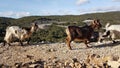 Goats flock on rocky mountain in ioannina greece